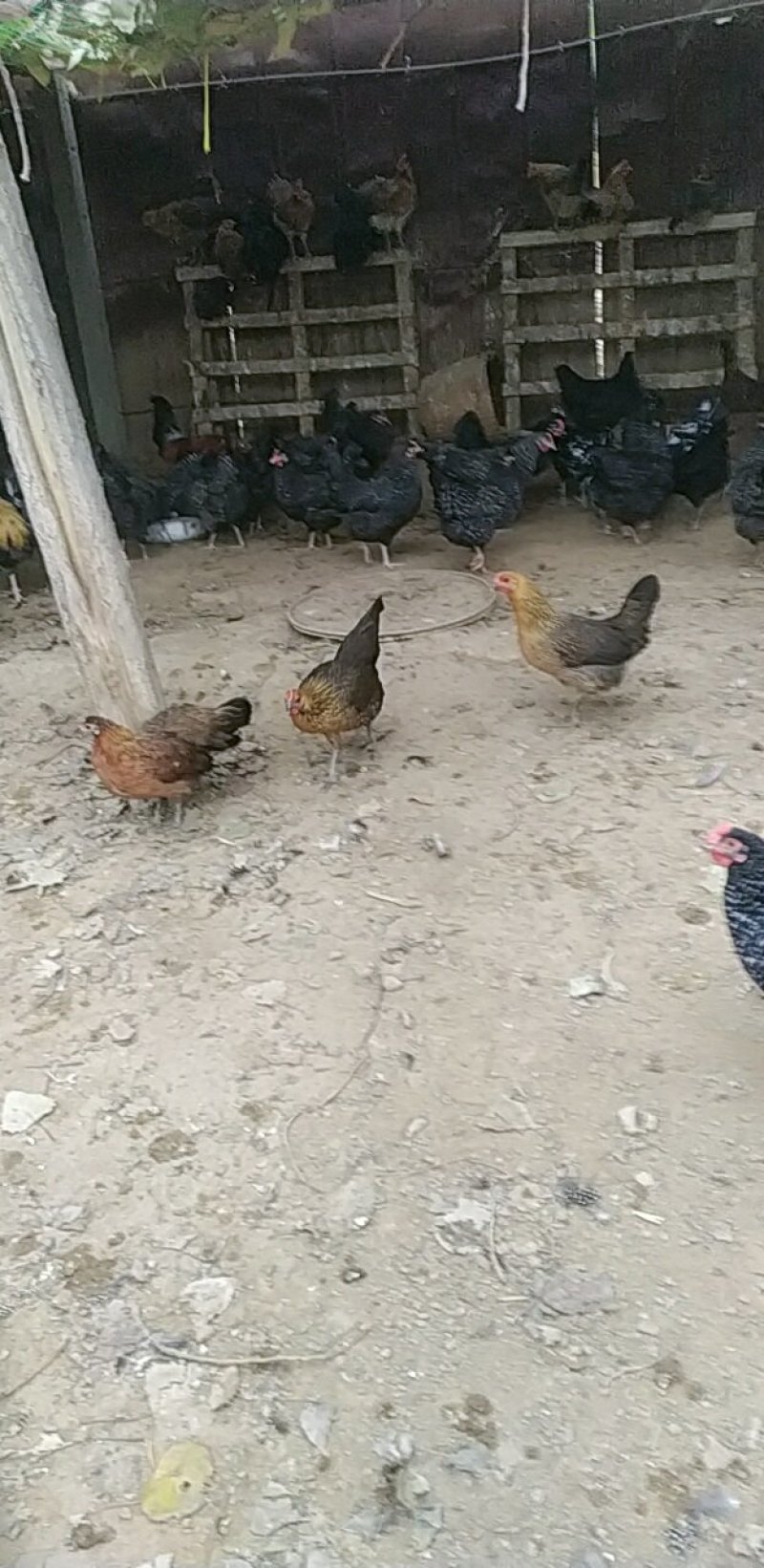 生产育雏，加温设备升温快