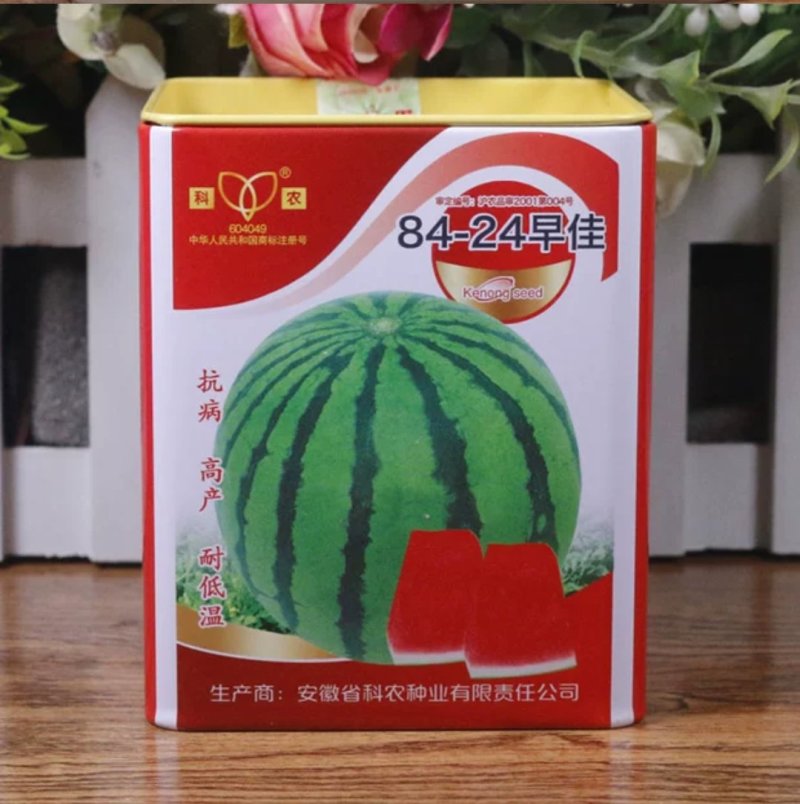 科农西瓜种子育苗场基地用种科农二号十号九号早佳黑皮