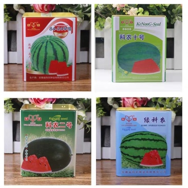 科农西瓜种子育苗场基地用种科农二号十号九号早佳黑皮