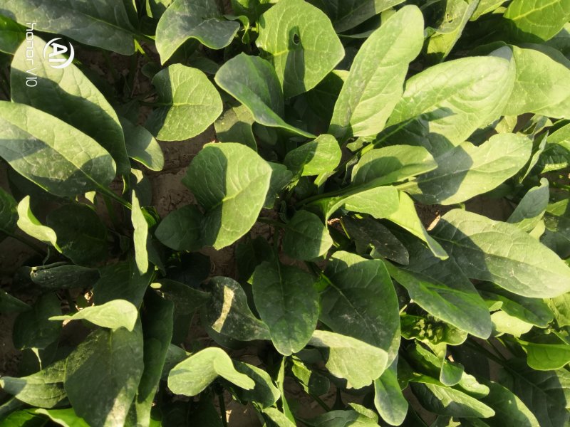 成武县精品菠菜20~25厘米，可视频看货。