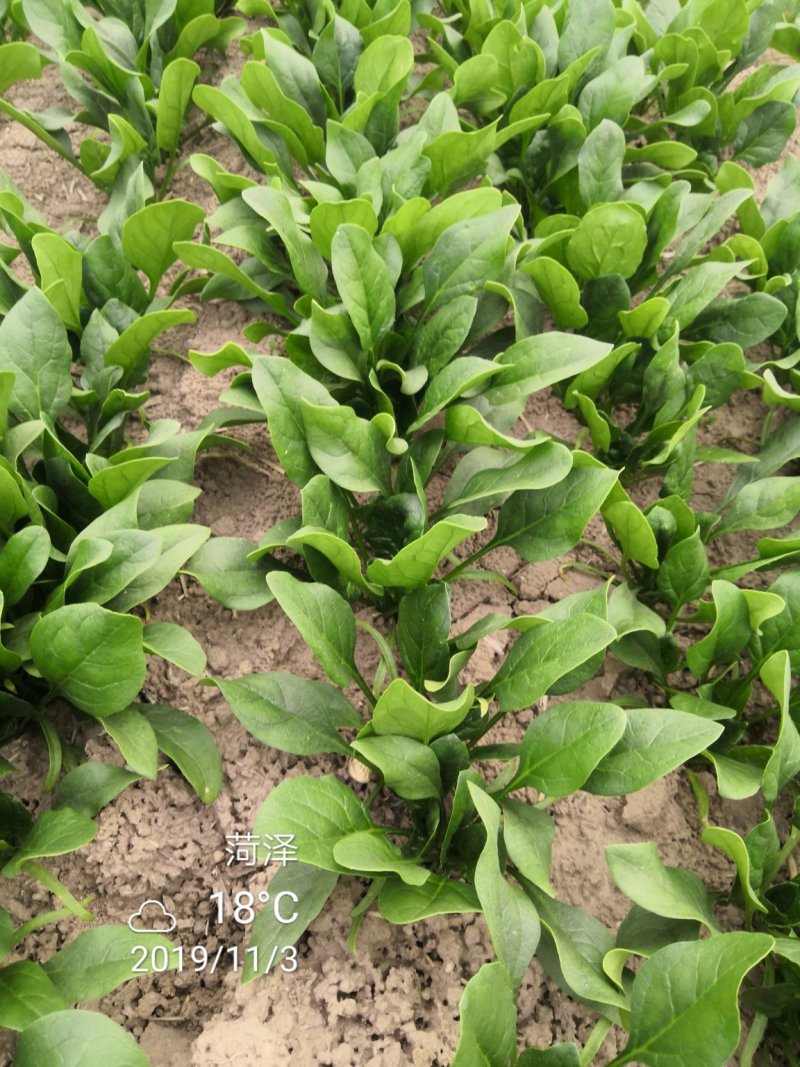 成武县精品菠菜20~25厘米，可视频看货。