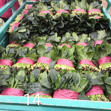 成武县精品菠菜20~25厘米，可视频看货。