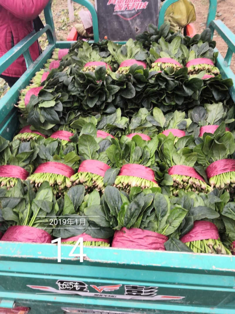 成武县精品菠菜20~25厘米，可视频看货。