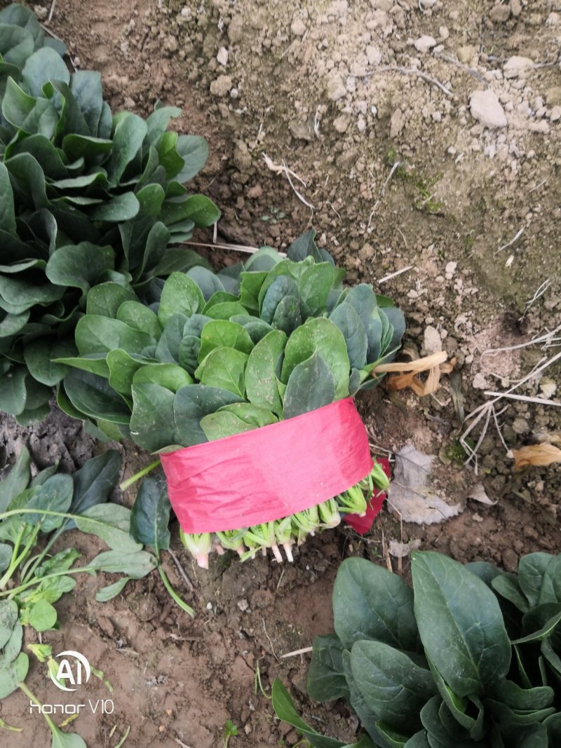 成武县精品菠菜20~25厘米，可视频看货。