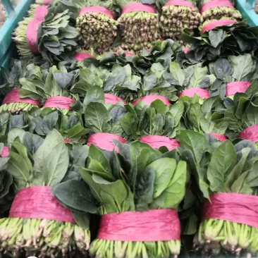精品菠菜20一25公分