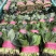 精品菠菜20一25公分