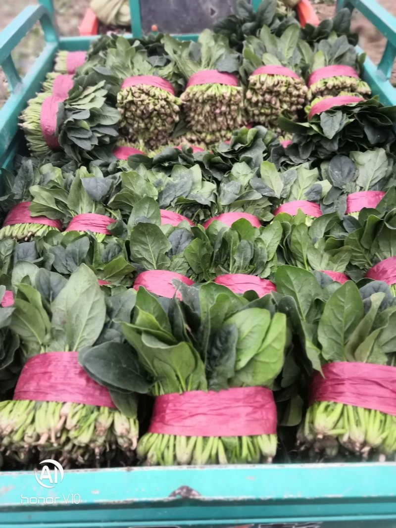 精品菠菜20一25公分