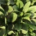 精品菠菜20一25公分