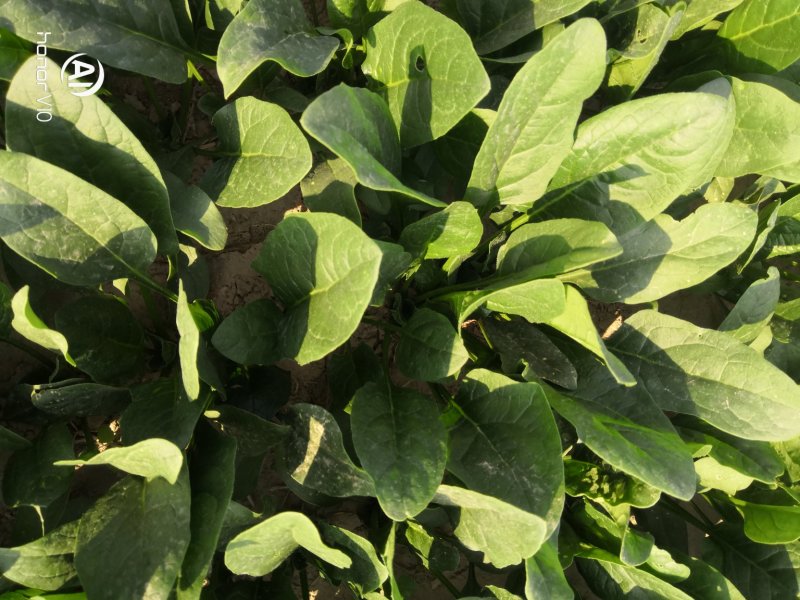 精品菠菜20一25公分