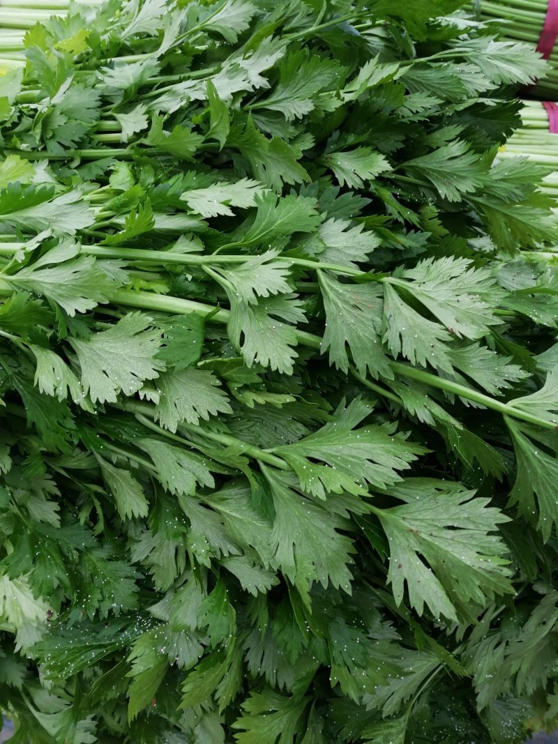 精品蔬菜芹菜常年有货