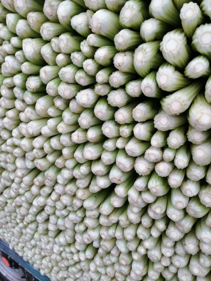精品蔬菜芹菜常年有货