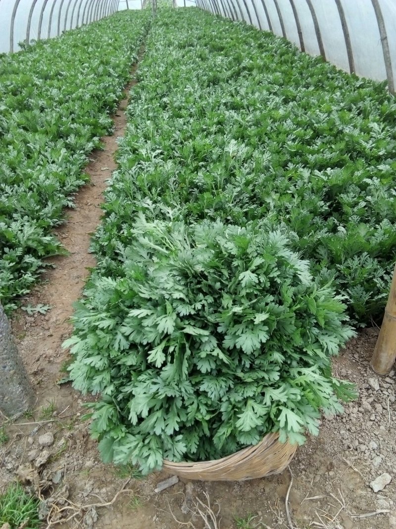 精品茼蒿菜鲜嫩水灵日供五千斤保质保量可长期供货