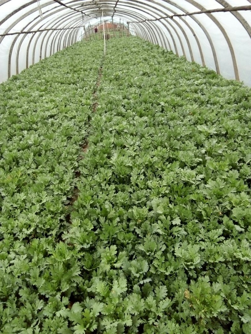 精品茼蒿菜鲜嫩水灵日供五千斤保质保量可长期供货