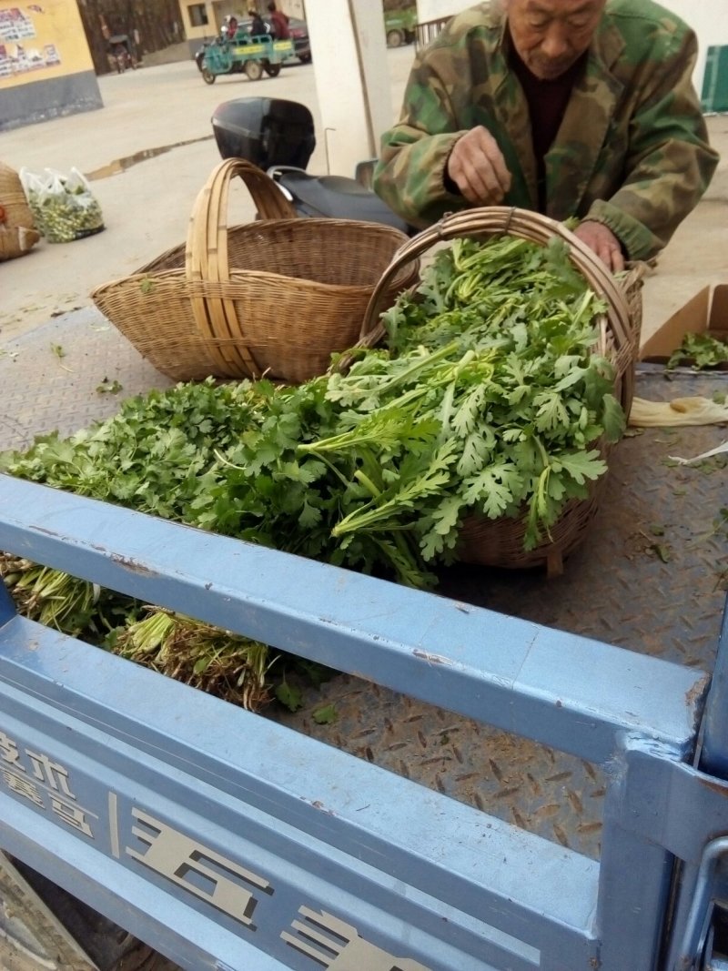 精品茼蒿菜鲜嫩水灵日供五千斤保质保量可长期供货