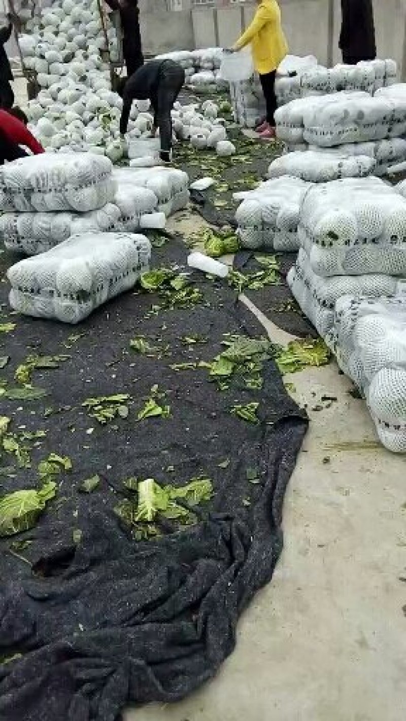 精品甘蓝十一月大量上市湖北产地直供质量保证对接商超