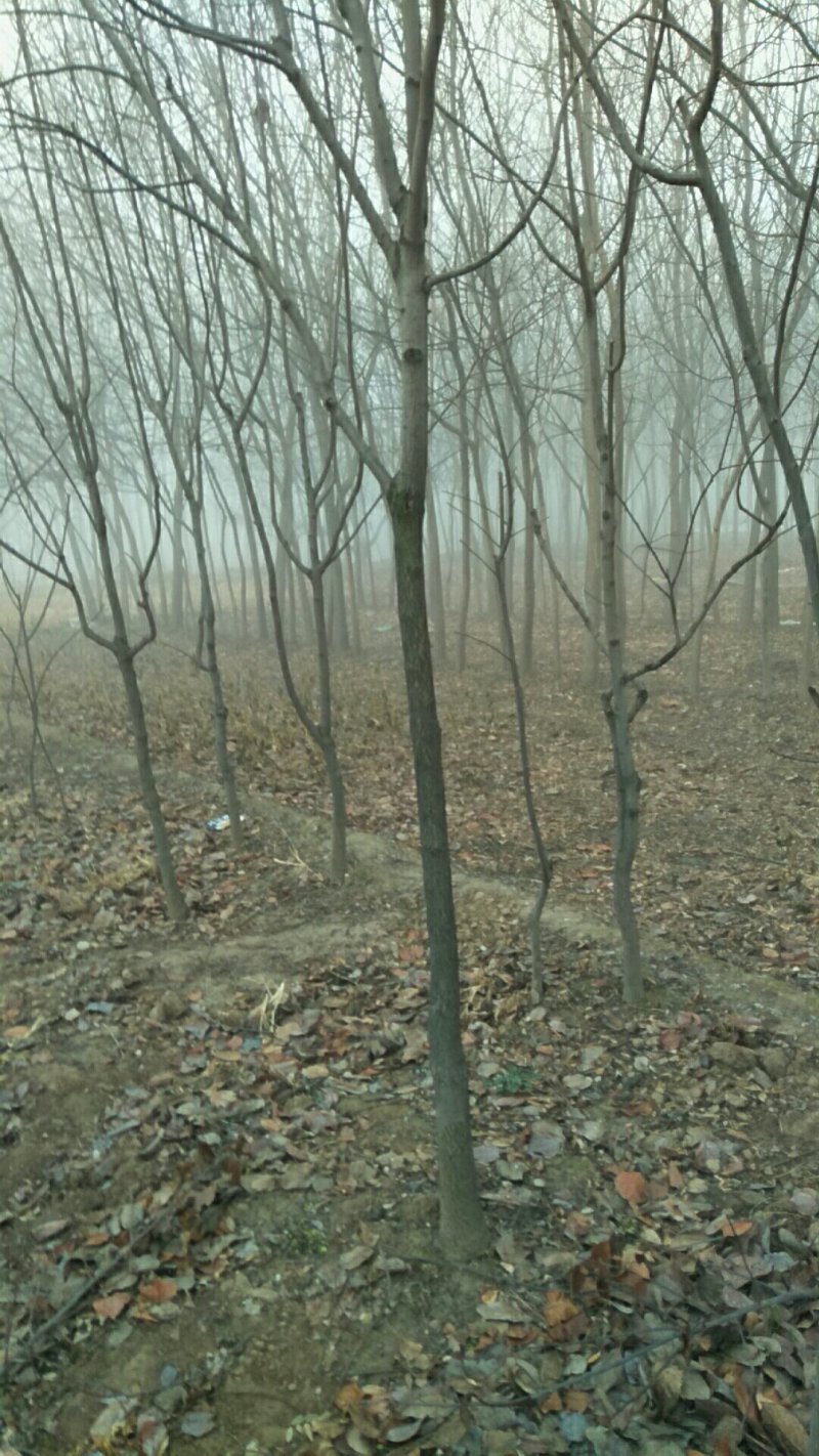 大量出售柿树.5.6公分需要联系，联系时就说在一亩田看到