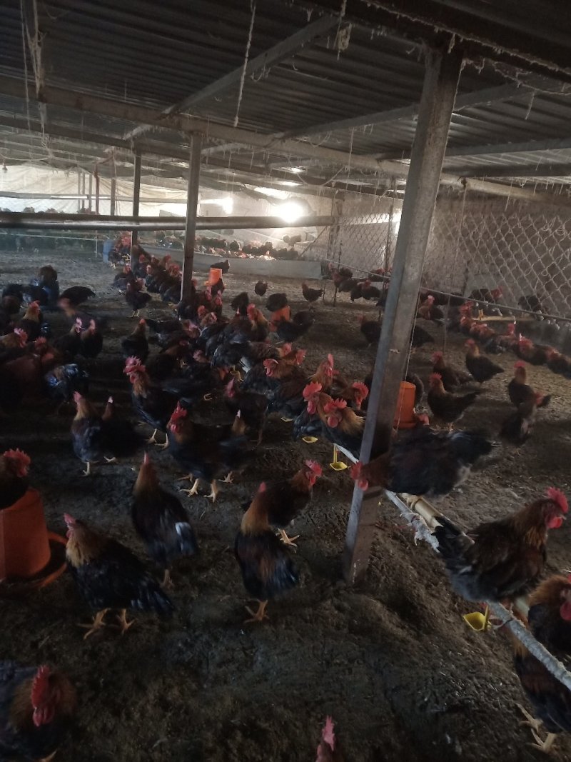土鸡本地散养鸡溜达鸡红玉公鸡