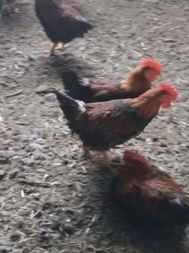 土鸡本地散养鸡溜达鸡红玉公鸡
