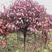 大量出售定植3-6公分紫叶矮樱，基地直供，支持线上交易。