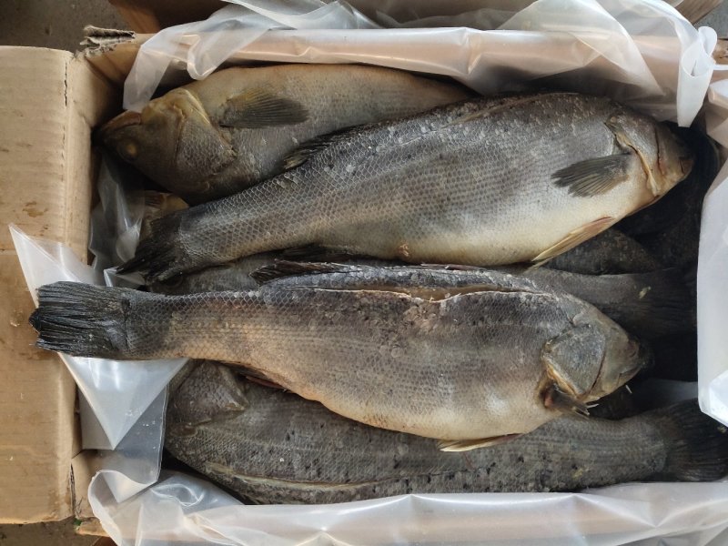 鲈鱼