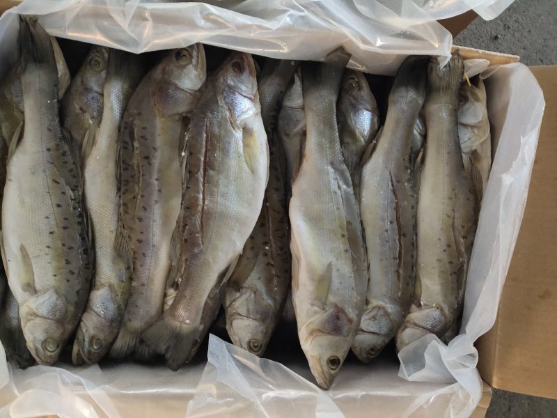 鲈鱼