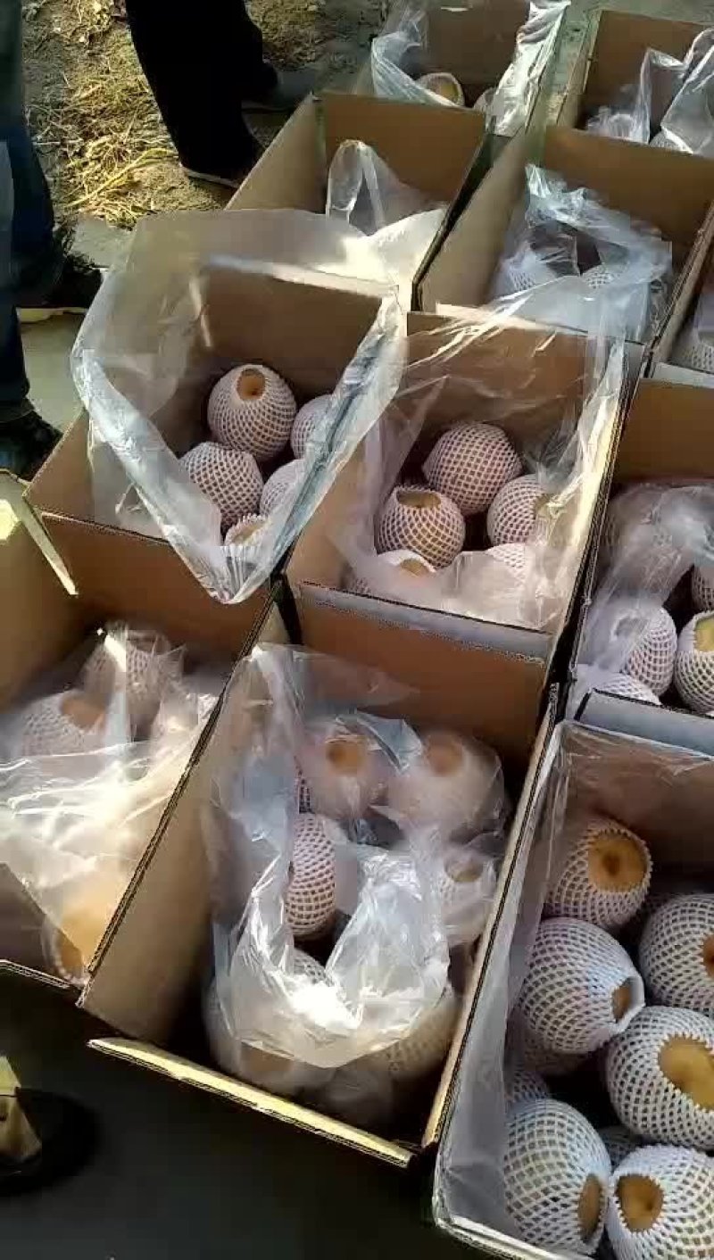 吉梨果，口感好，香甜可口，个大核小，