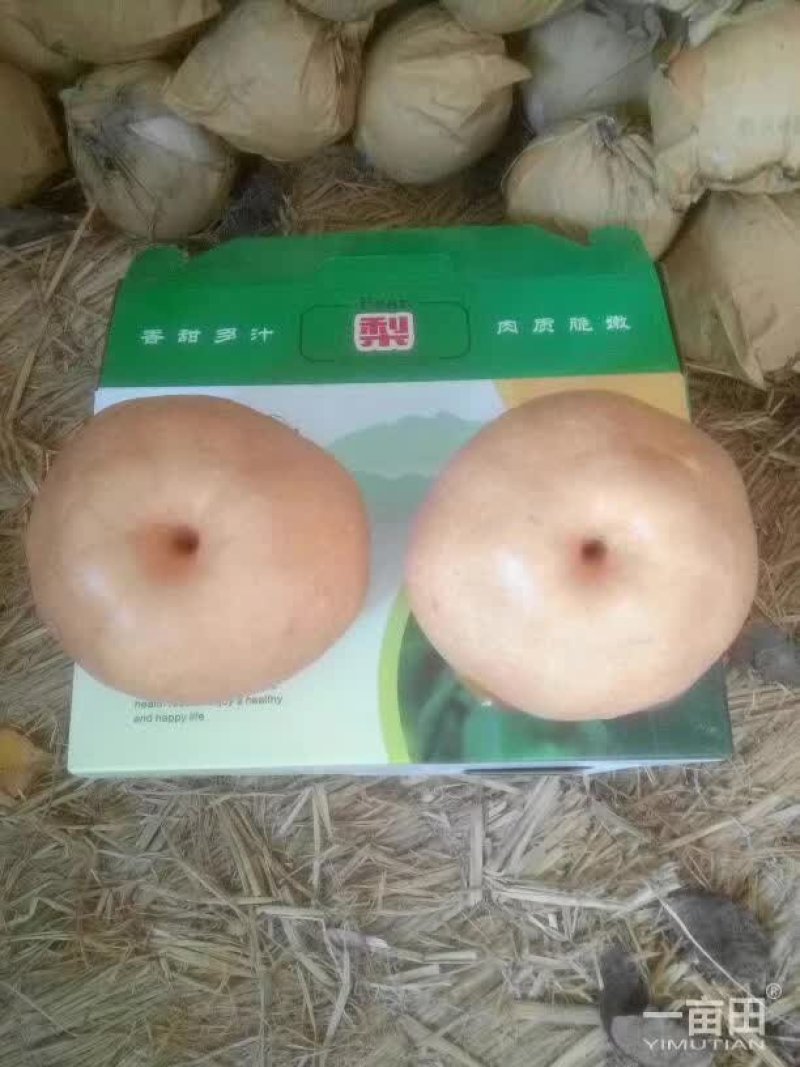 吉梨果，口感好，香甜可口，个大核小，