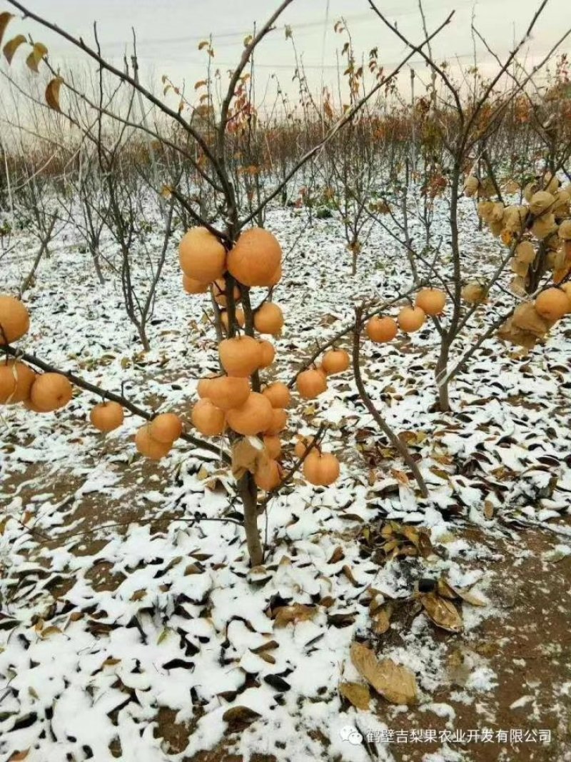 吉梨果，口感好，香甜可口，个大核小，