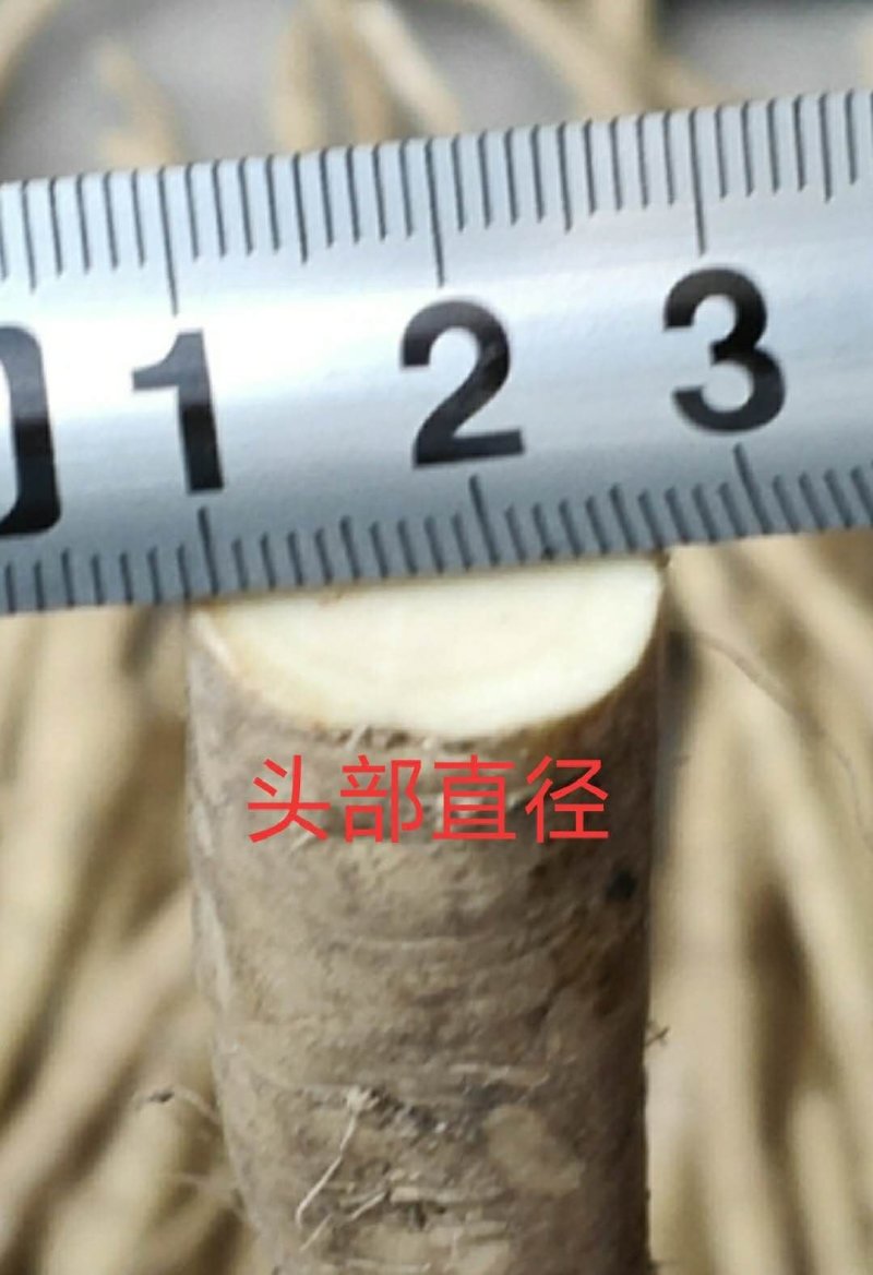 山东临沂河东区优质辣根培育基地