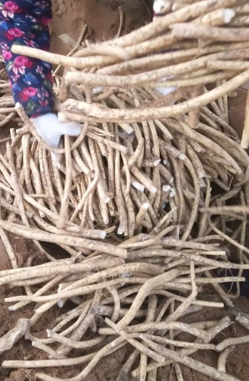 山东临沂河东区优质辣根培育基地