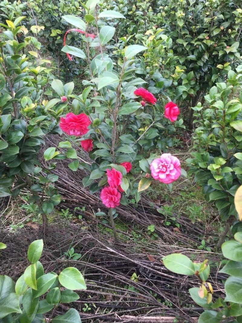 （聚便宜）盆景庭院绿植花卉移栽七星绣球茶花