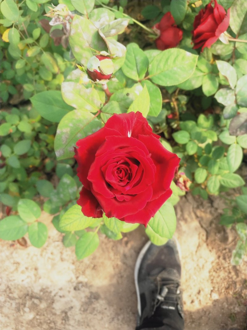 营养杯品种月季花，藤本月季等，产地直供
