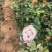 营养杯品种月季花，藤本月季等，产地直供