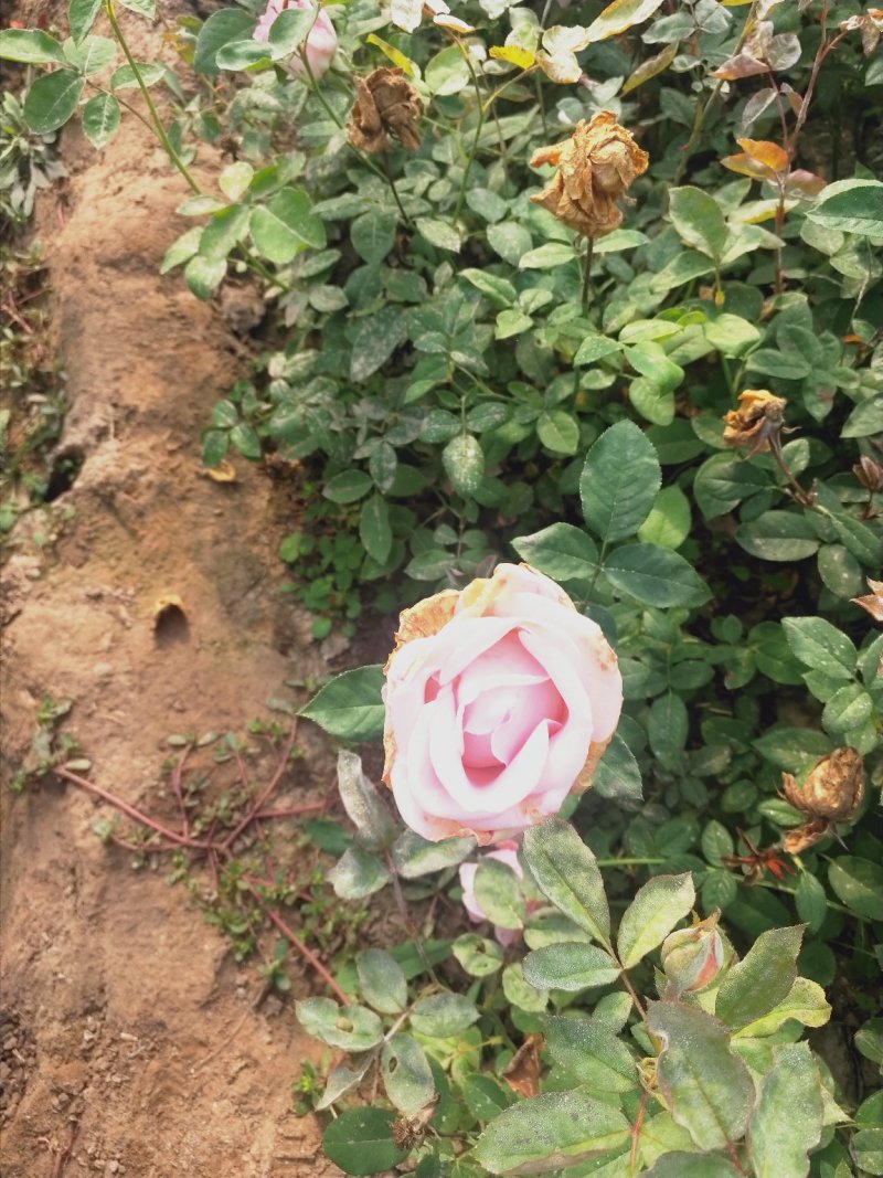 营养杯品种月季花，藤本月季等，产地直供