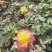 营养杯品种月季花，藤本月季等，产地直供