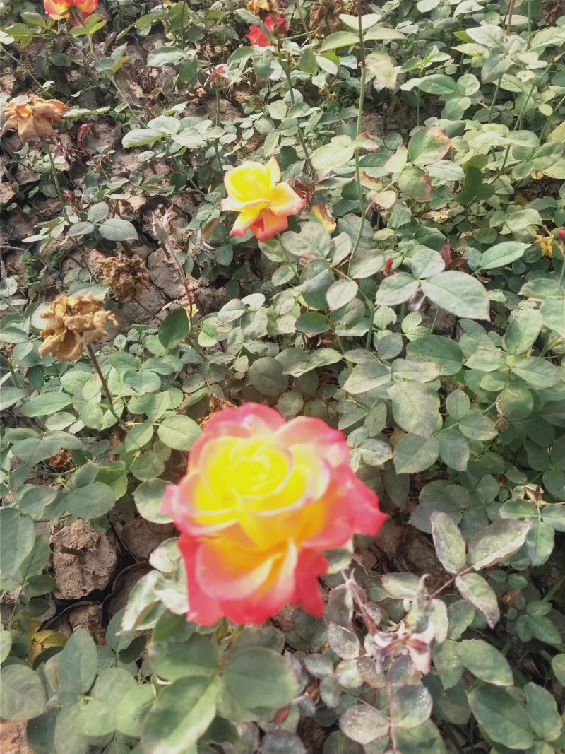 营养杯品种月季花，藤本月季等，产地直供
