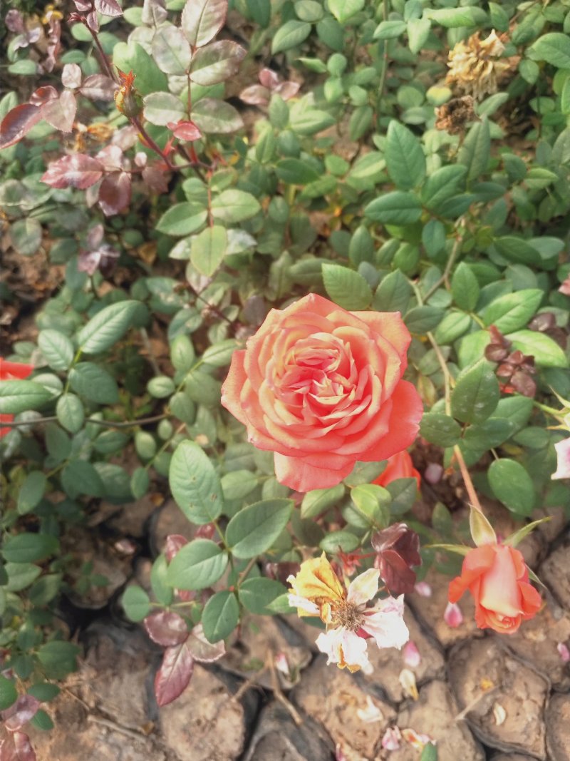 营养杯品种月季花，藤本月季等，产地直供