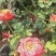 营养杯品种月季花，藤本月季等，产地直供