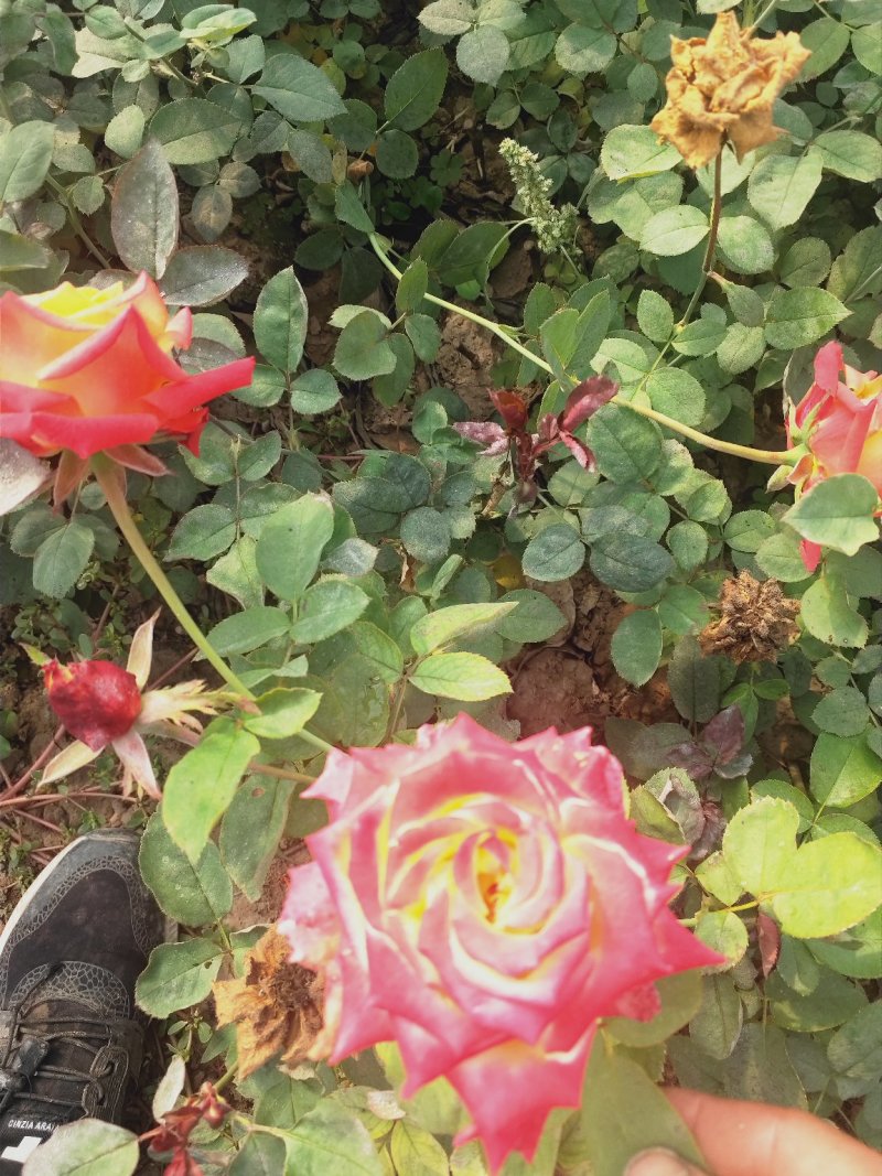 营养杯品种月季花，藤本月季等，产地直供