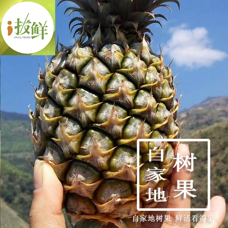 香水小菠萝云南现摘原产地直供支持一件代发