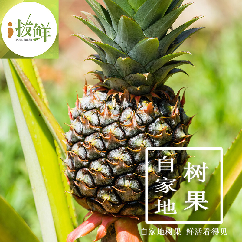 香水小菠萝云南现摘原产地直供支持一件代发
