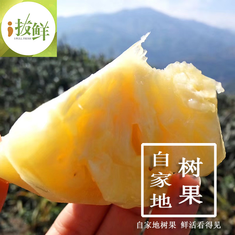 香水小菠萝云南现摘原产地直供支持一件代发