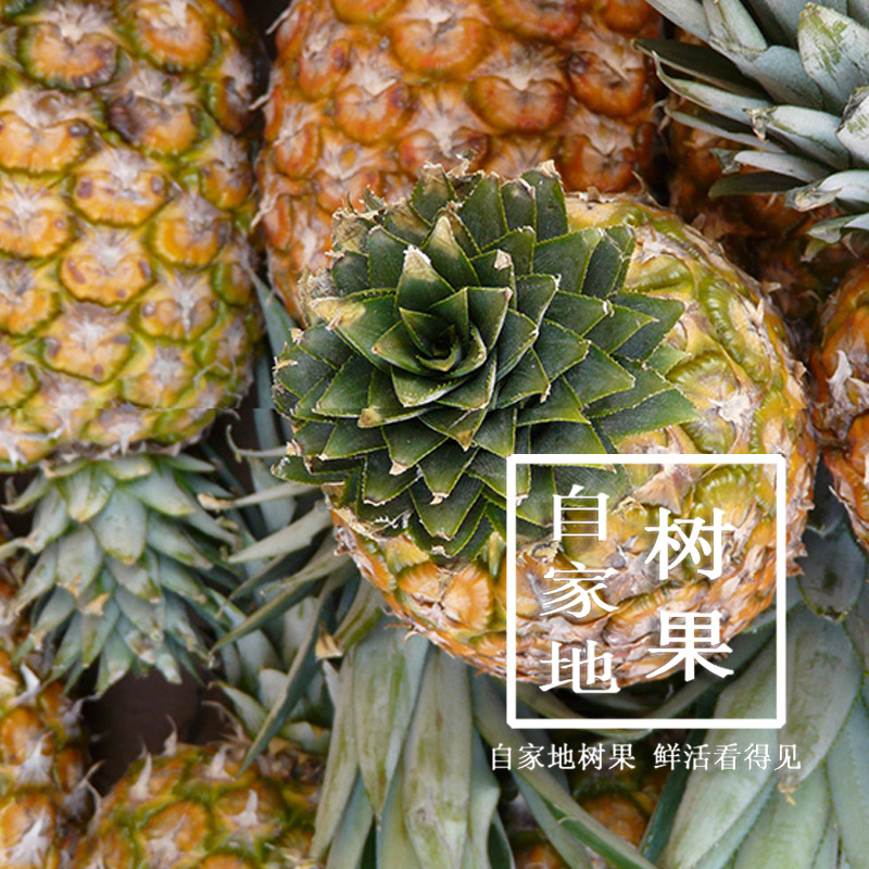香水小菠萝云南现摘原产地直供支持一件代发