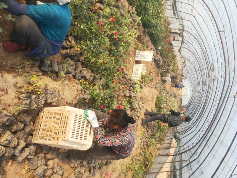 营养杯品种月季花，藤本月季等，产地直供