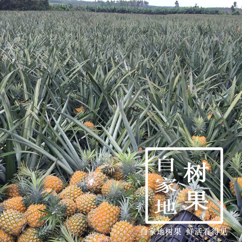 香水小菠萝云南现摘原产地直供支持一件代发