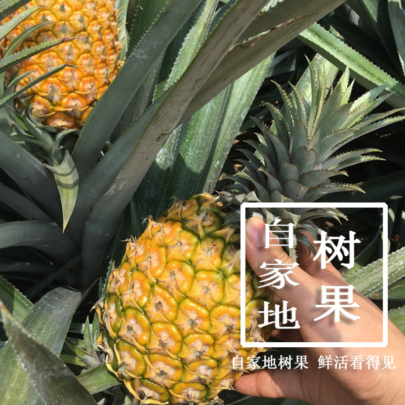 香水小菠萝云南现摘原产地直供支持一件代发