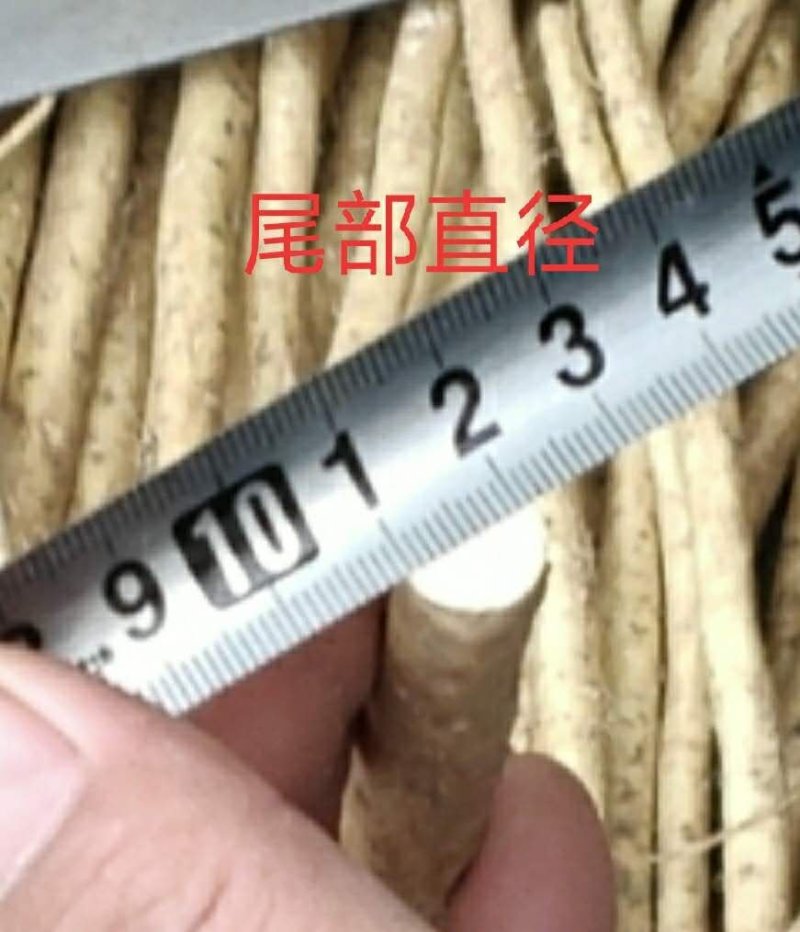 山东临沂河东区优质辣根种苗培育基地