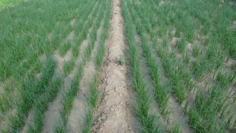 知母苗优质知母苗基地供应货量充足优质知母苗子大量供应