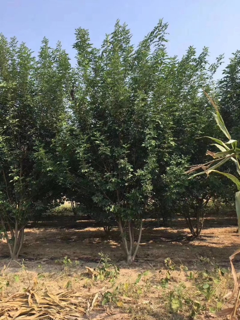 精品丛生白蜡，五分支以上