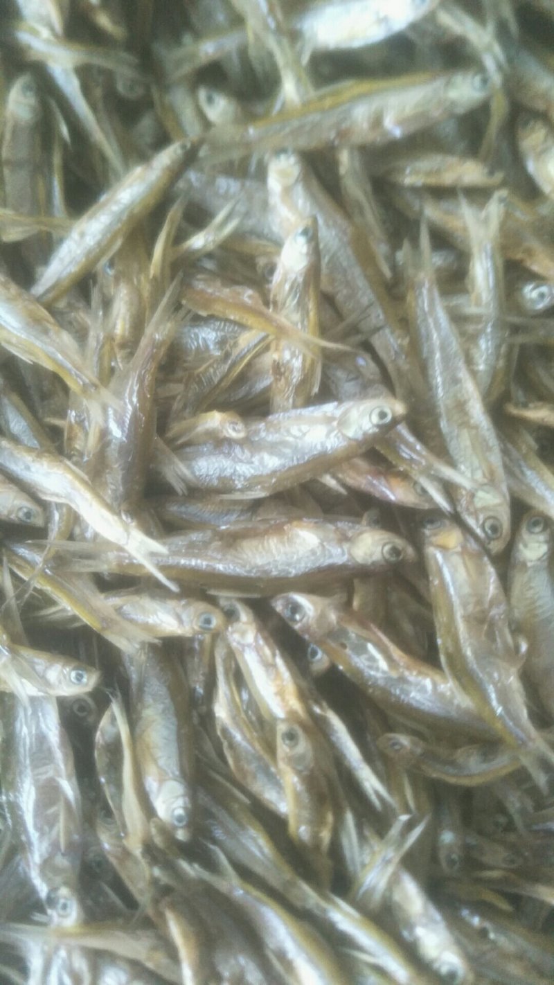 不开肚小白肖太阳晒干小白肖鱼干
